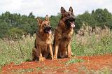 BERGER ALLEMAND 388